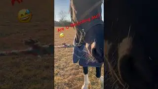 Curious Horse Kissed the Camera 😆😆😆
