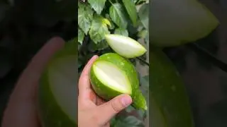 🥦🫑🥒Vegetable Cutting Fresh Satisfying Gourd #home #rooftop #garden #plants #yt #subscribe #food
