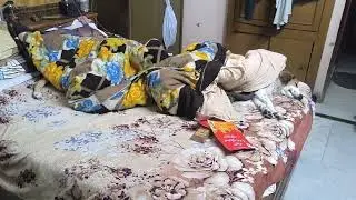 Dogs occupy human bed where parents did not want dogs in house 