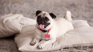 Understanding Your Pug s Tail Language