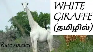 White giraffe|ஒட்ட௧ச்சிவிங்கி|white giraffe in tamil|giraffe in tamil|Karpadhu kanavu|கற்பது கனவு