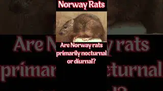 Didn't know that about Norway rats.