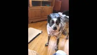 Bandit singing Springsteen by Eric Church