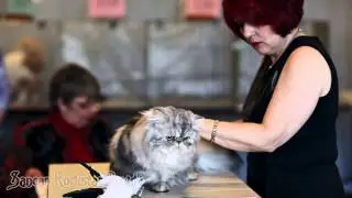 TICA's Kim Tomlin and Pamela Barrett judging Persians
