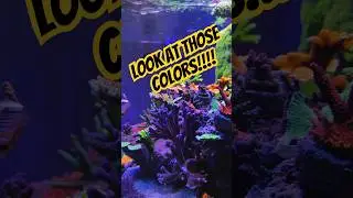 Как я заставила свой SPS раскраситься! 👏🏽 🪸