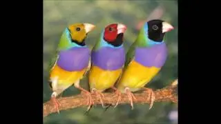 صوت طائر الكولديان للتحفيز على التزاوج