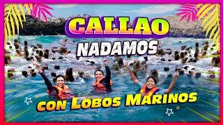CALLAO, NADAMOS CON LOBOS MARINOS en las Islas Palomino🐧🏖️ | TRAVELERAS en Lima