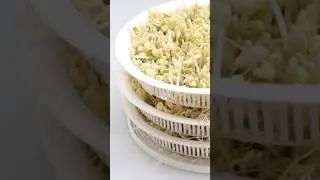 How to grow Mung Bean Sprouts at home easily, thick and crunchy in just 3 days. #howto #beansprouts