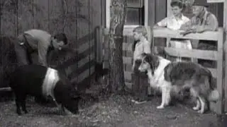 Lassie - 