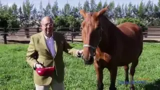 Horse Press. Nahman Andic. Caballo de Oro 2016