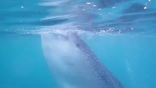 walvis haaie indonesie 2025
