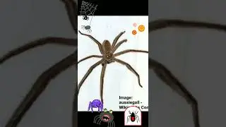 &hearts;️💜arachnophobia no way💜&hearts;️arachnophile instead, #animallove, #lifeprotectors, #bug, #gradualexposure