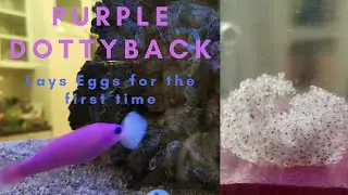 Purple Magenta Dottyback eggs hatching breeding reef