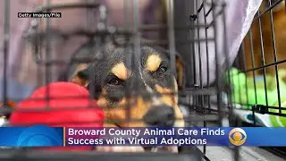 Coronavirus & Pets: Broward County Animal Care Finds Success with Virtual Adoptions