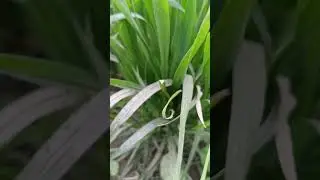 #sejalgabashorts #funny #viral#bankubhaiya
