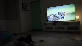 Watching documentaries and not barking mad at the tv 😂