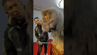 Voici le chien le plus cher du monde #fyp #chien #prix #mastiff #cher