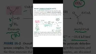 Mechanism of conversion of Pyruvate to Acetyl CoA|| GATE 2026|| DR. Manisha Sinha||