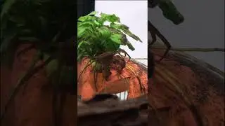 Rare Freshwater Crab