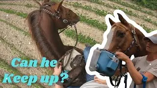 SENIOR HORSE WON'T BE LEFT BEHIND