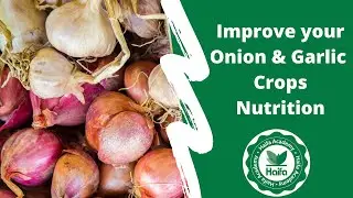 Improve your Onion & Garlic crops nutrition using Multicote™ Agri webinar | Haifa Group