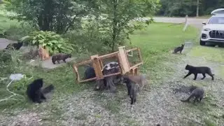 The Kimbolton Kitties: How Ohio rescues joined forces to save large pack of cats from euthanasia