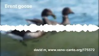 Dark-bellied brent geese calls