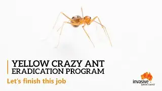 Help stop yellow crazy ants in their tracks