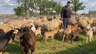 Preparing Sheep and Wool for Winter | Real Mountain Village Life