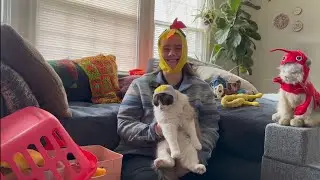 Trying 22 different hats on my cats | potroastsmom