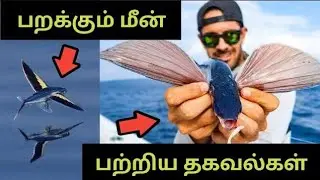 Flying Fish Facts | பறக்கும் மீன்கள் | Wild Info Tamil
