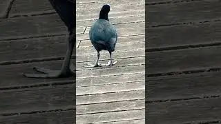 Bird 🦅 in Hamilton lake.. domain New Zealand 🇳🇿   #subscribe  #birds
