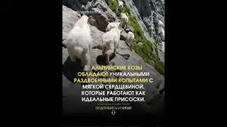 🧗 Копыта-ПРИСОСКИ? Она Ходит... По Стенам? #Шок
