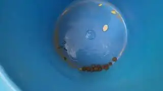 how to make  A ant house