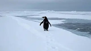 Nihilist Penguin | The Penguin Who Walked Away from the Colony | A Silent Wildlife Documentary