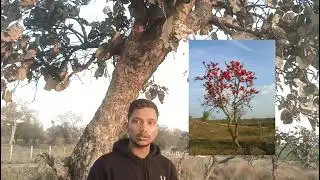 Butea monosperma ( Butaceae) flame of the forest, dhak, palash, and bastard teak. ढाक, पलाश.