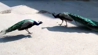 Peacocks fighting