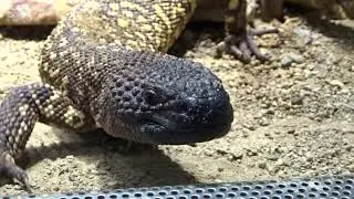 Skorpion-Krustenechse im Aquarium vom Zoo Berlin