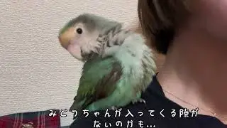【コザクラインコの気ままな週末】#あおとみどり #lovebirds #インコのいる暮らし #コザクラインコのあおさん #おばあちゃんインコのみどりちゃん #parrot 