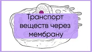 Транспорт веществ в клетке за 5 минут