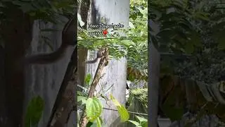 The three-striped palm squirrel or Indian palm squirrel&hearts;️ #wildlife#nature
