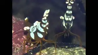 a night as scuba-diver in Marine Aquarium [Sexy Shrimp 2]