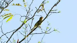 34 05 Northern Beardless Tyrannulet 2