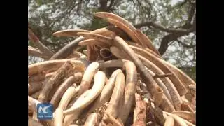Kenya burns world largest haul of ivory in an anti-poaching campaign