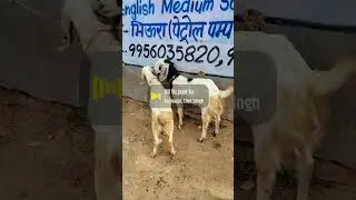 gagnga pari bakri aur bakea