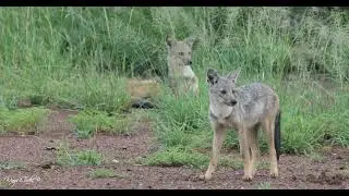 Side-striped jackals