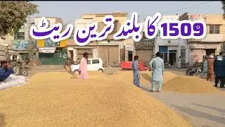 Historic High Price for 1509 Paddy in Pakpattan Old Grain Market | Farmers Are Delighted!