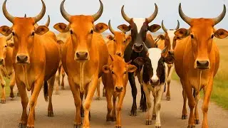Video of Thousands of Tame Cows Roaming the Streets - Funny Cows, Cows, Dancing Cows, Cow Sounds. 1