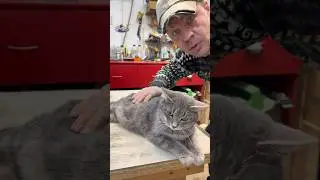 🔥домик для кота за две минуты 🔥 #diy #дача #своимируками #декор