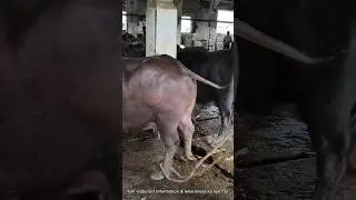Yahan Roz Kaam Nahi, Jazbaat Ki Kahani Banti Hai 💔 | Slaughter House Pakistan